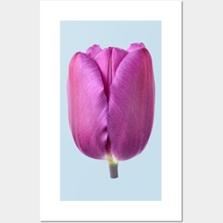 Tulipa  &#39;Purple Flag&#39;    Triumph Tulip Posters and Art